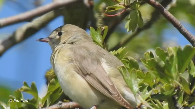 Garden Warbler - ML472734611