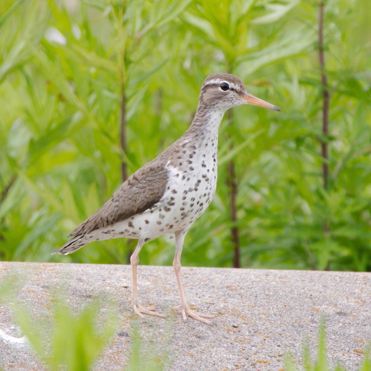 Spotted Sandpiper - ML472734701