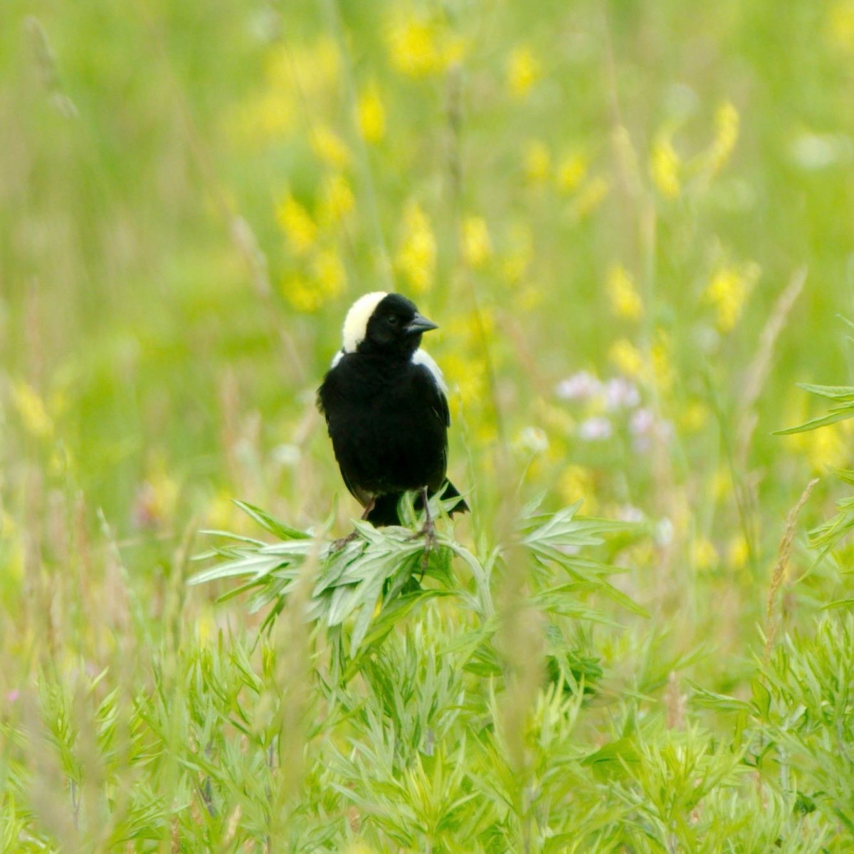 Bobolink - ML472734831