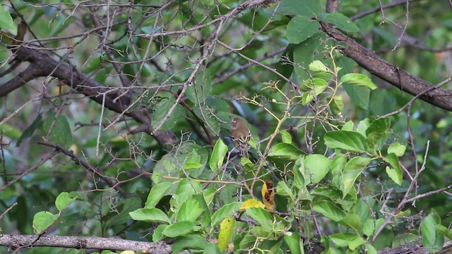 Pearly-vented Tody-Tyrant - ML472736