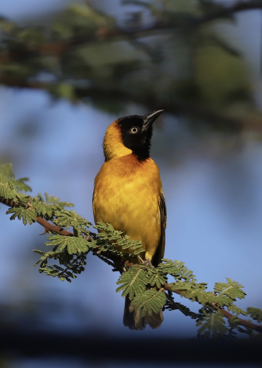 Lesser Masked-Weaver - ML472736341