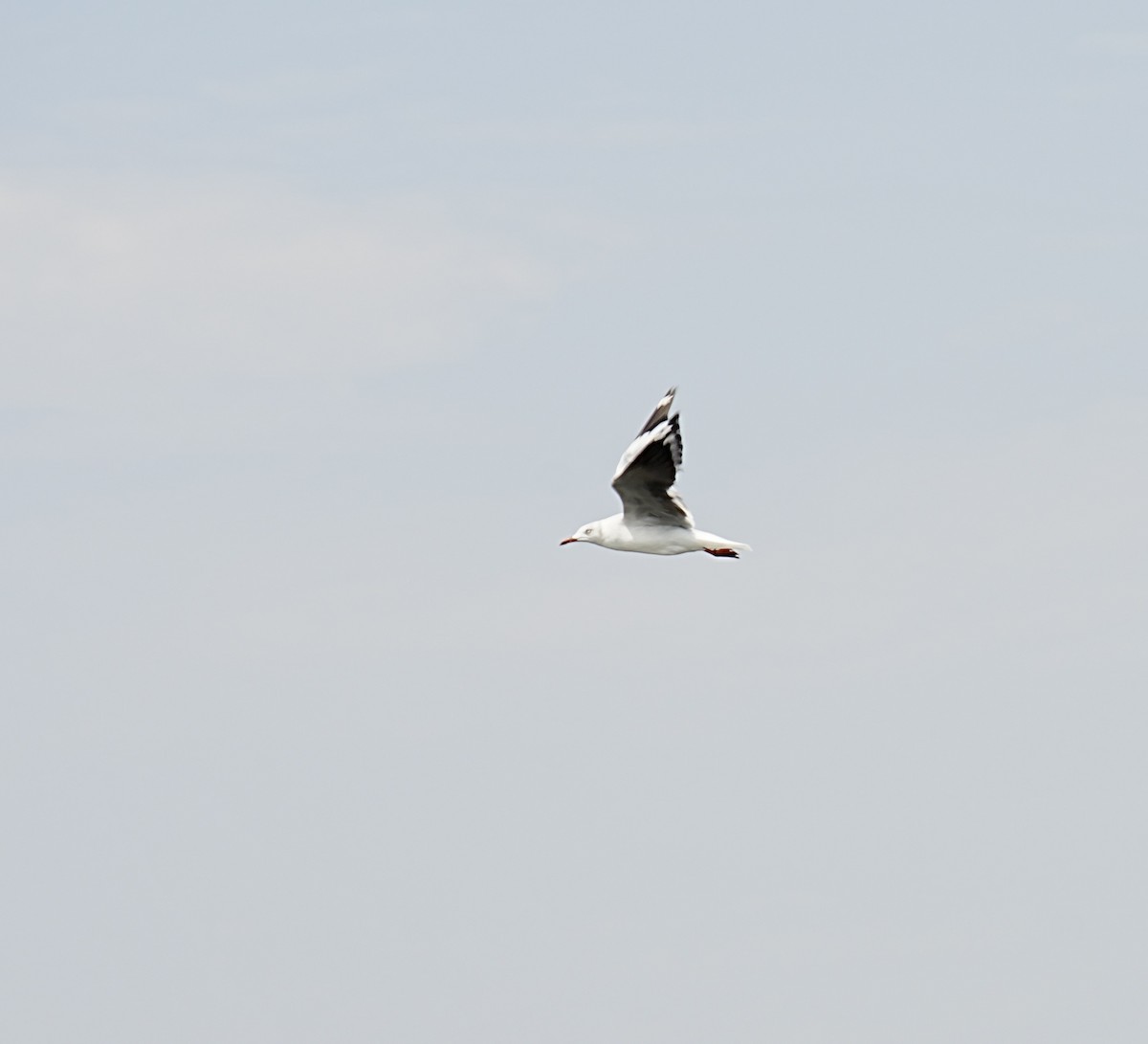 Mouette à tête grise - ML472739961