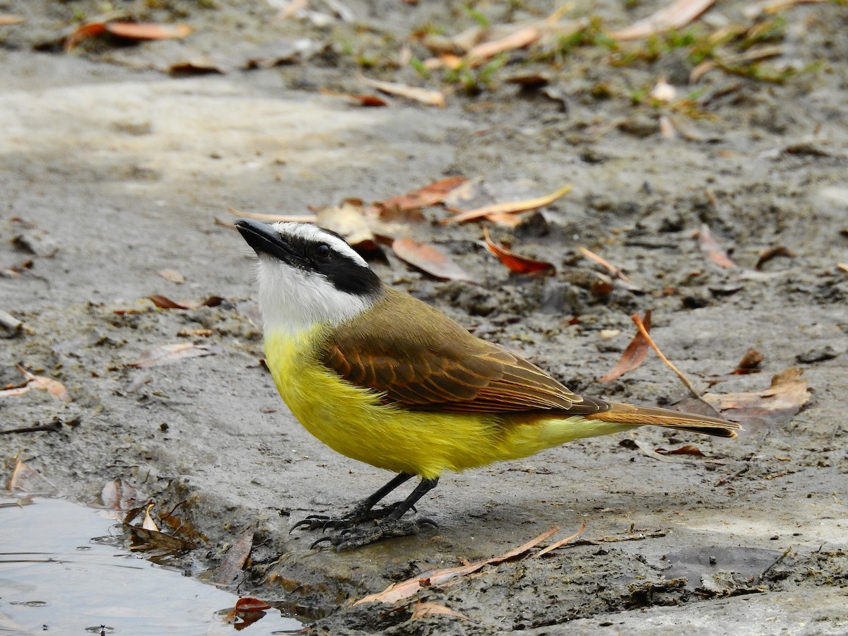 Great Kiskadee - ML472741741