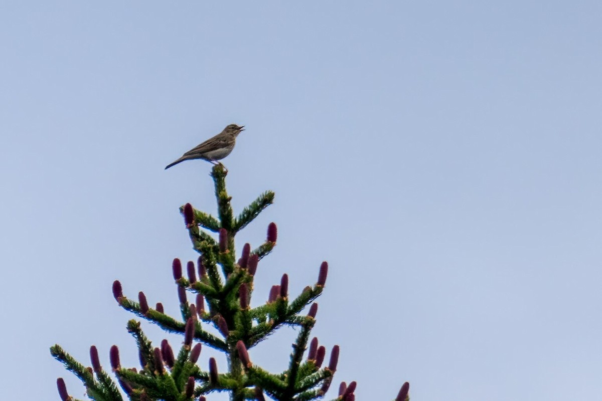 Tree Pipit - ML472741781