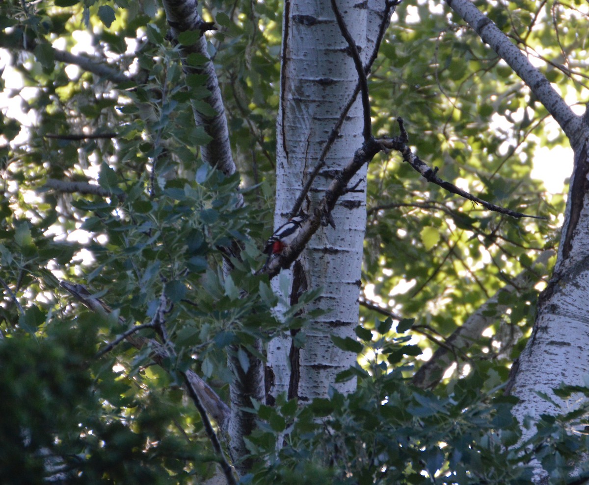 アカゲラ - ML472742431