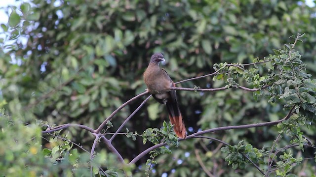 Chachalaca Culirroja (ruficauda) - ML472743