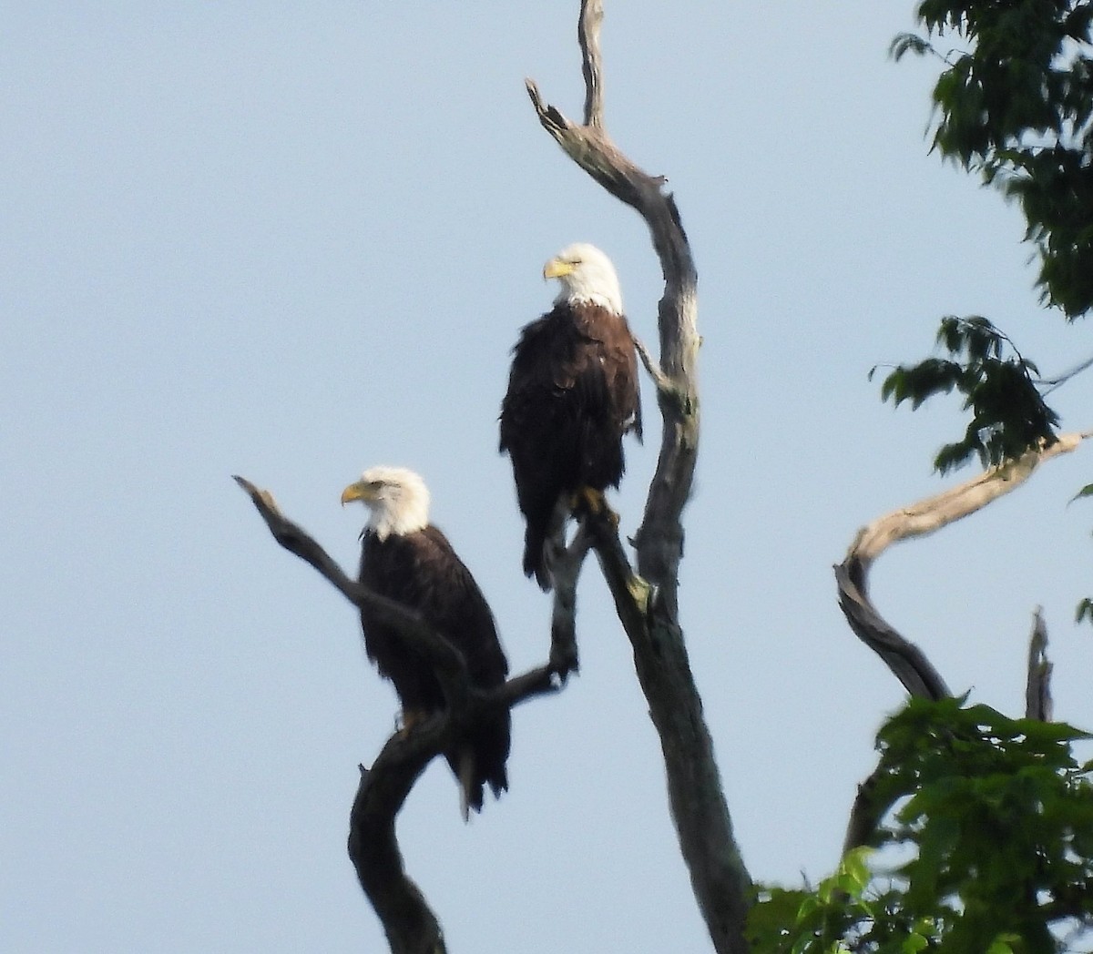 Bald Eagle - ML472743311