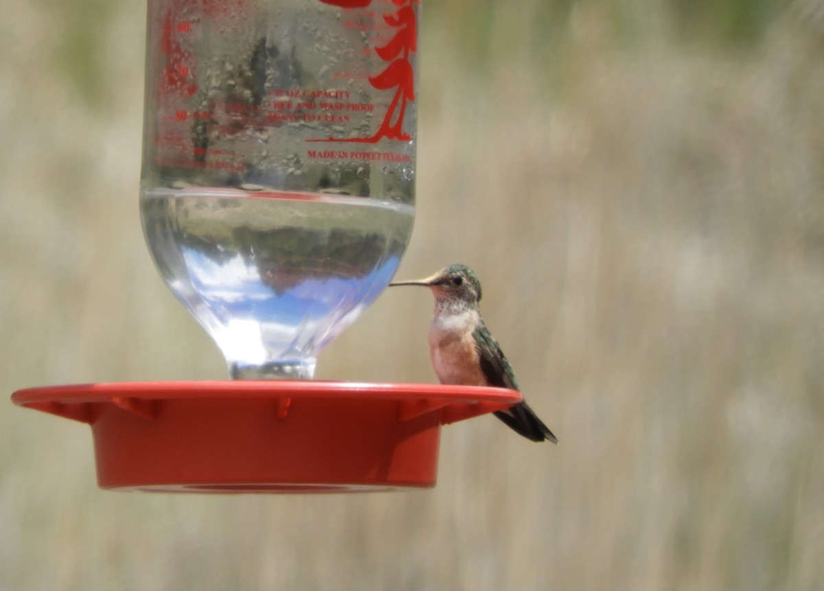 Broad-tailed Hummingbird - ML472743351