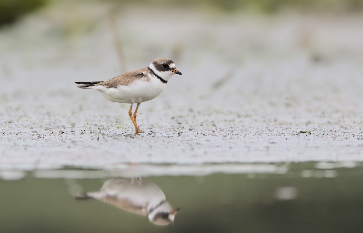 Semipalmated Plover - ML472743921
