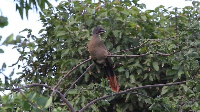 Rufous-vented Chachalaca (Rufous-tipped) - ML472744