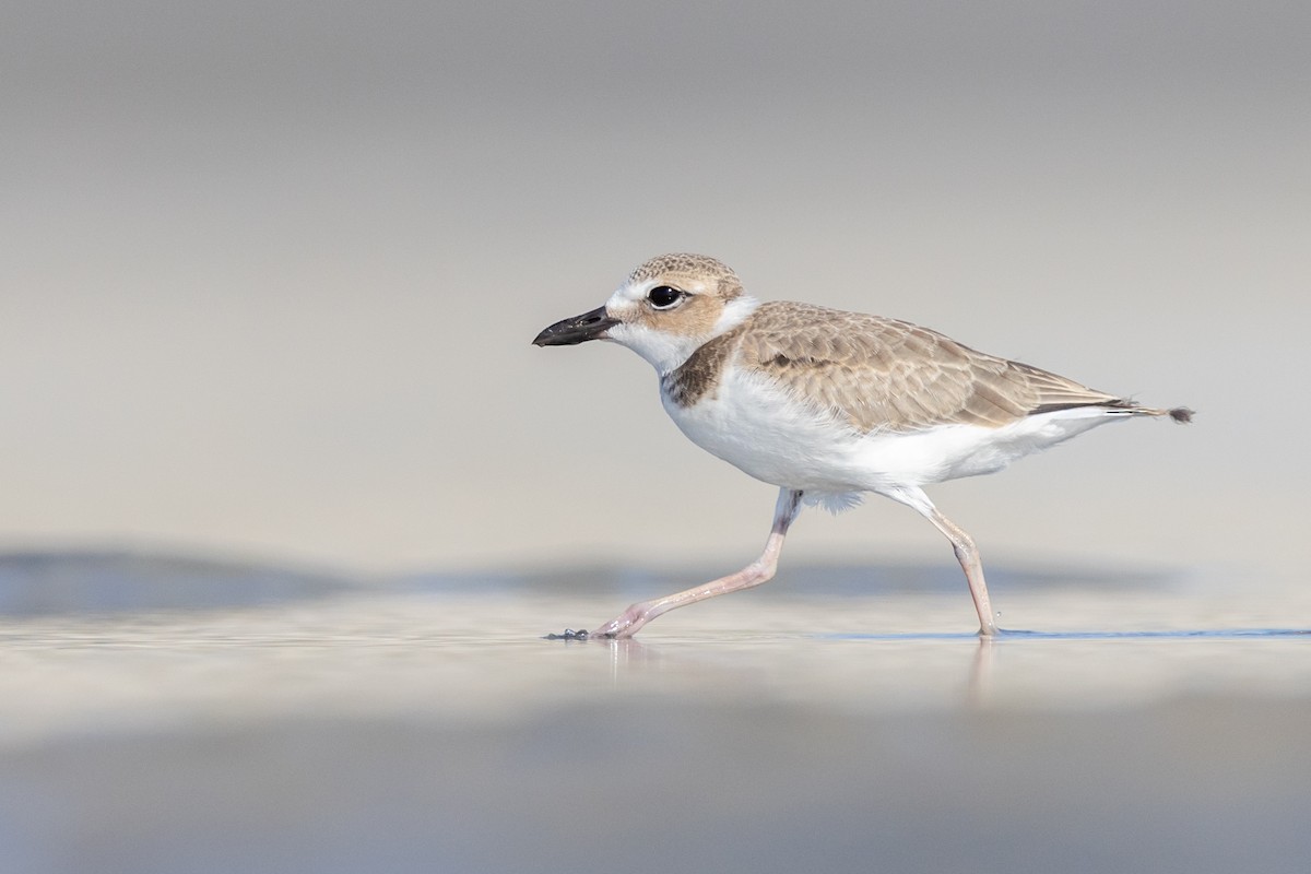 Wilson's Plover - Brad Imhoff