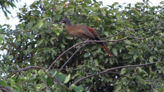 Rufous-vented Chachalaca (Rufous-tipped) - ML472745