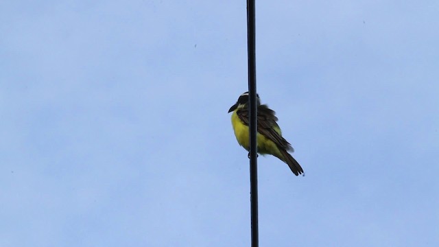 Boat-billed Flycatcher (South American) - ML472747