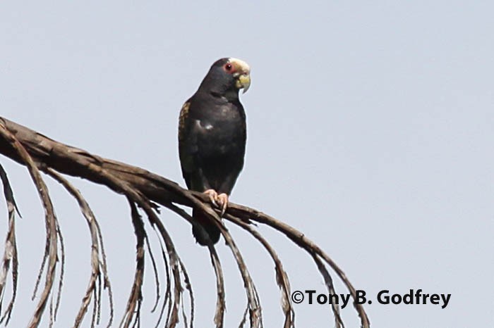 White-crowned Parrot - ML47274711