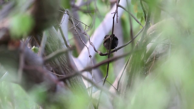 Black-faced Grassquit - ML472749