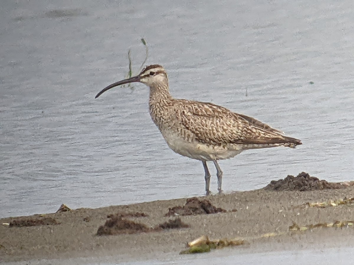 Whimbrel - Clem Nilan