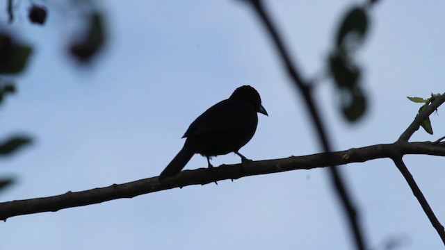 White-lined Tanager - ML472752