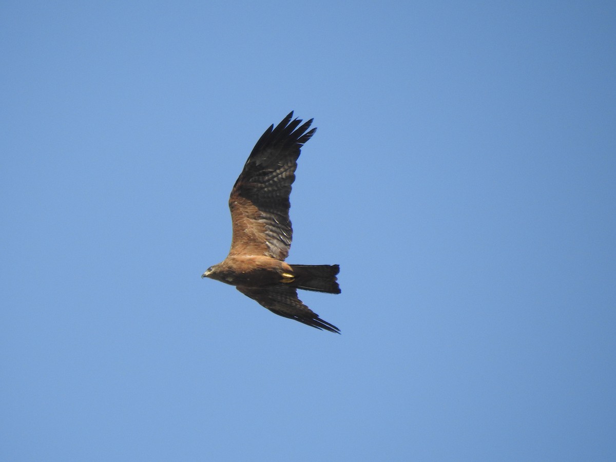 Black Kite - Jorge Fernández