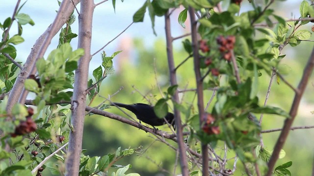 White-lined Tanager - ML472754