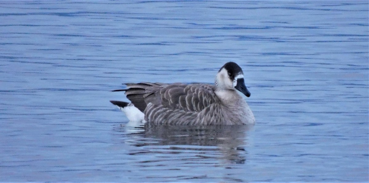 husa labutí x berneška velká (hybrid) - ML472755361