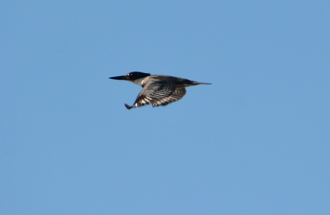 Martin-pêcheur d'Amérique - ML472756661