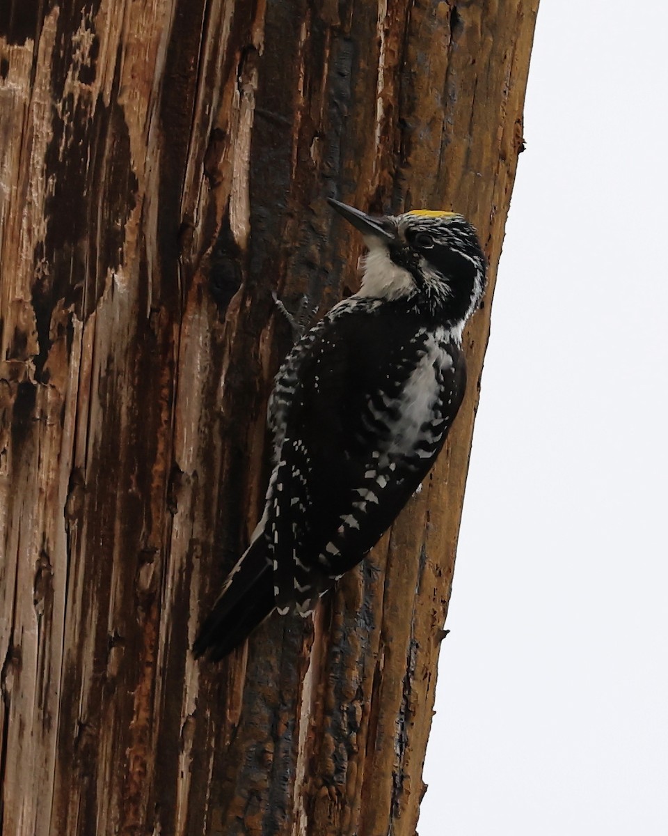 American Three-toed Woodpecker - ML472757321