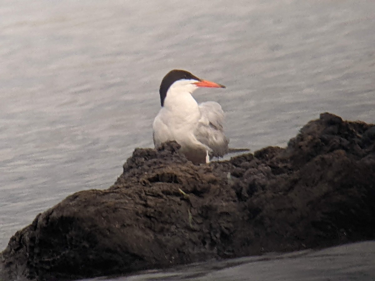 Common Tern - ML472757711