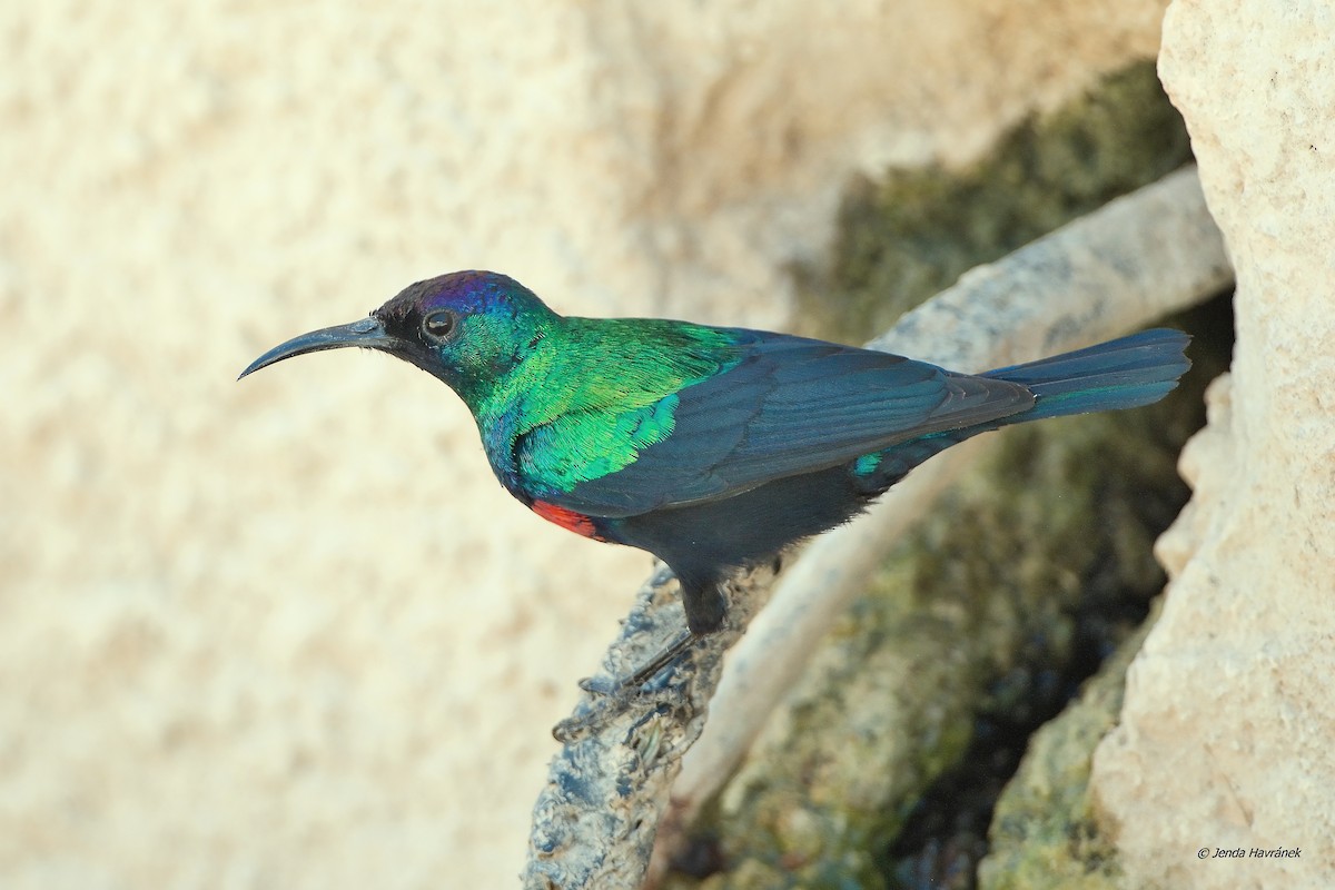 Arabian Sunbird - Jenda Havránek