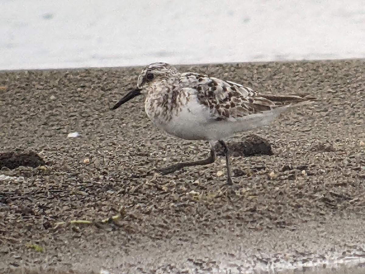 Sanderling - ML472758091