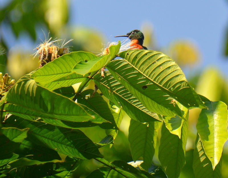 Gould's Jewelfront - Otto Valerio   Amazonas Birding