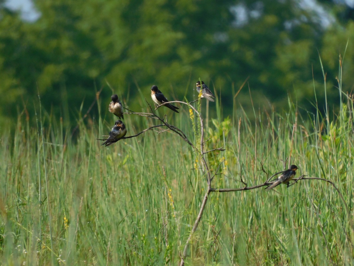 Barn Swallow - ML472759161