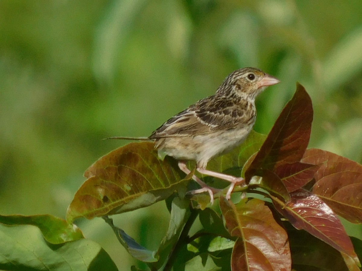 Grasshopper Sparrow - ML472759421