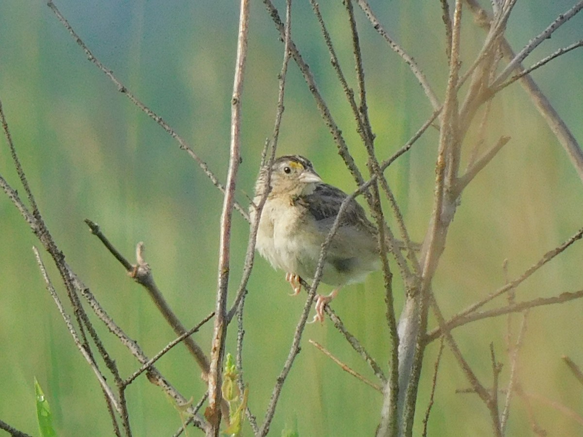 Grasshopper Sparrow - ML472759441