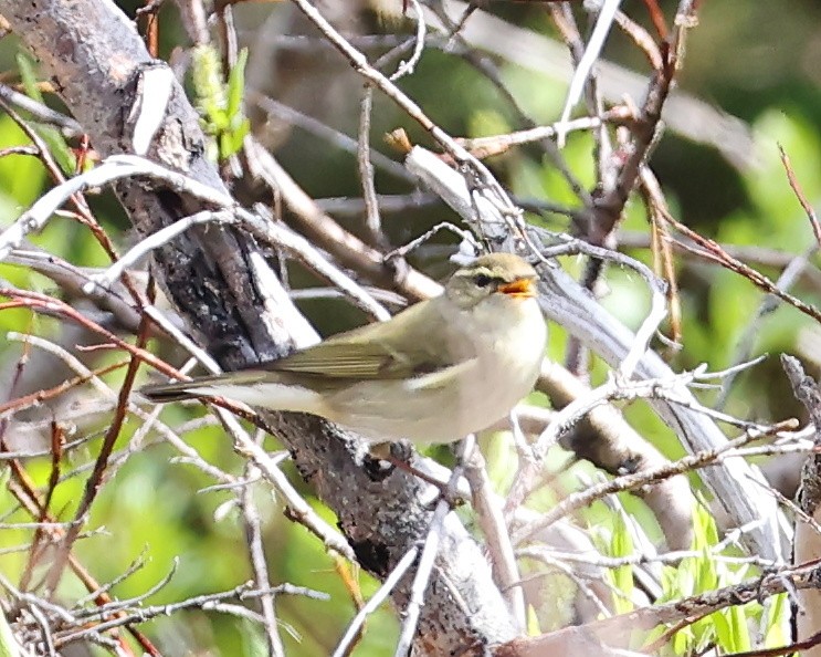 Arctic Warbler - jan liang