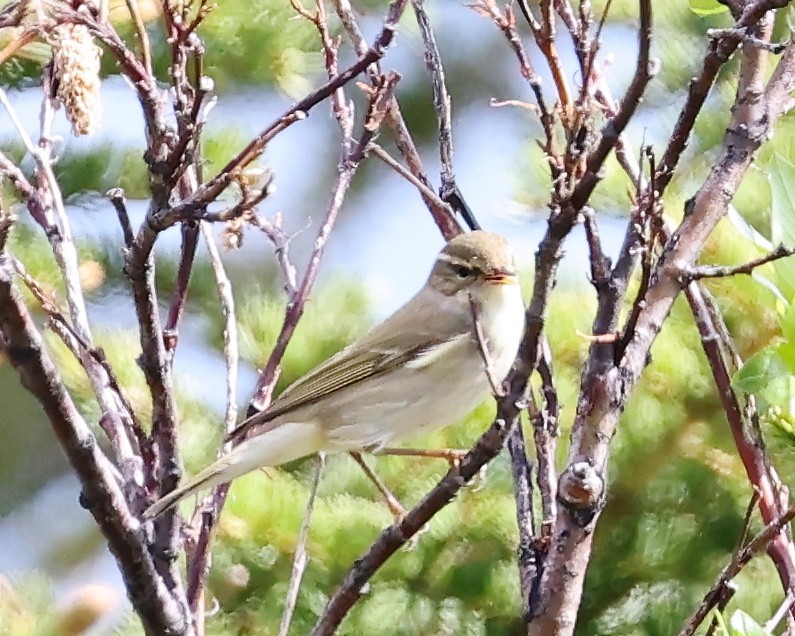 Arctic Warbler - jan liang