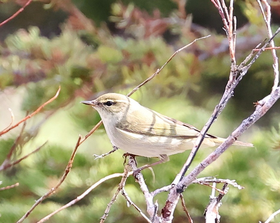 Arctic Warbler - jan liang