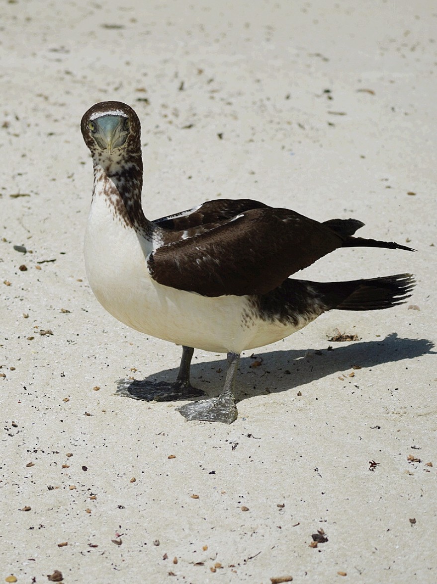 Masked Booby - ML472760421