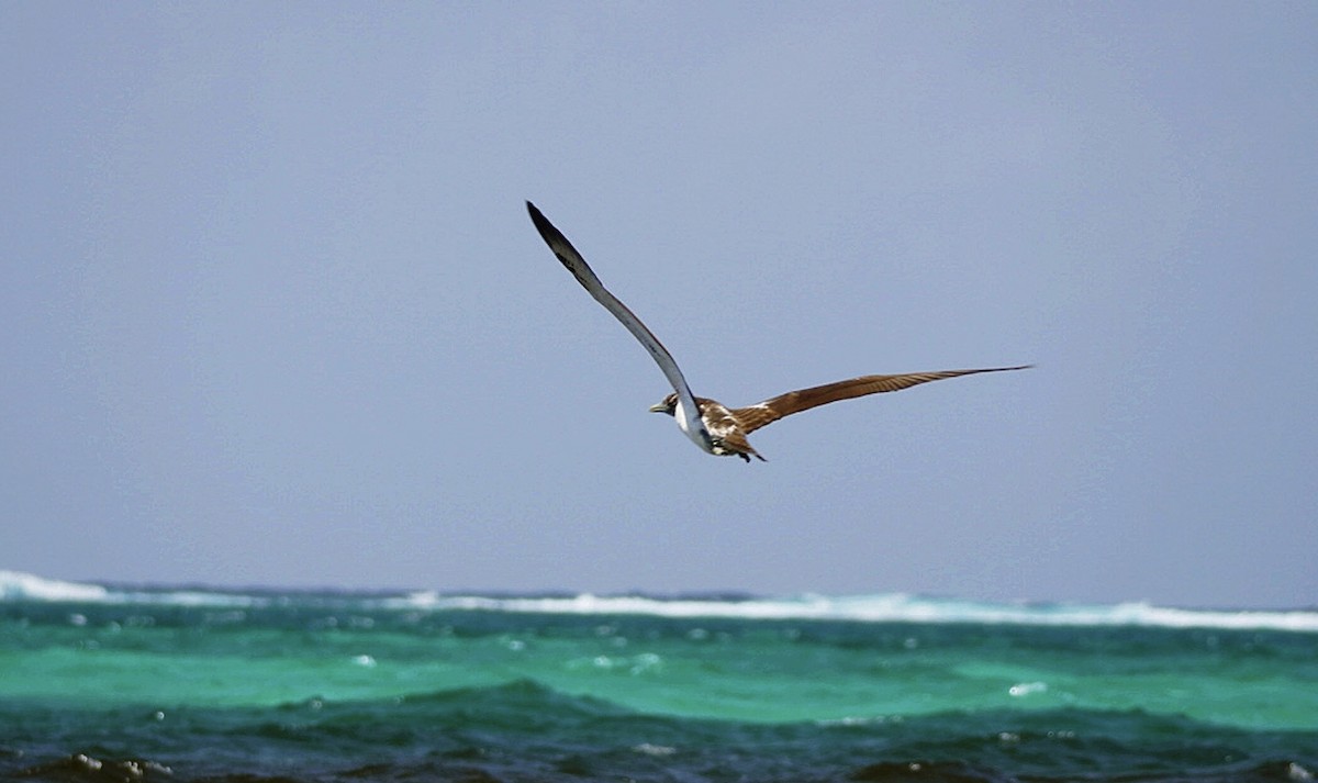 Masked Booby - ML472760491