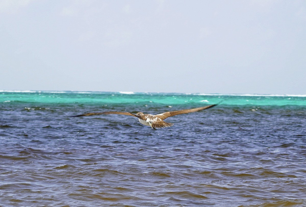 Masked Booby - ML472760531