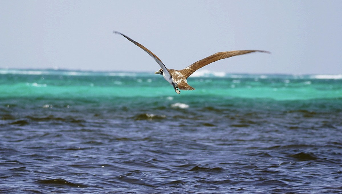 Masked Booby - ML472760541