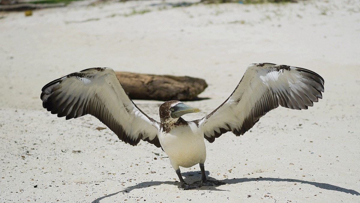 Masked Booby - ML472760561