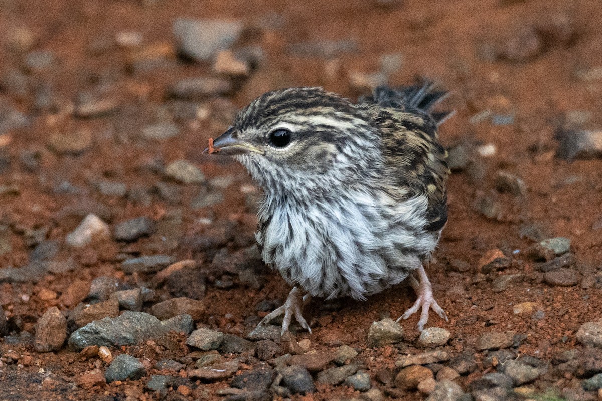 Chipping Sparrow - ML472760991