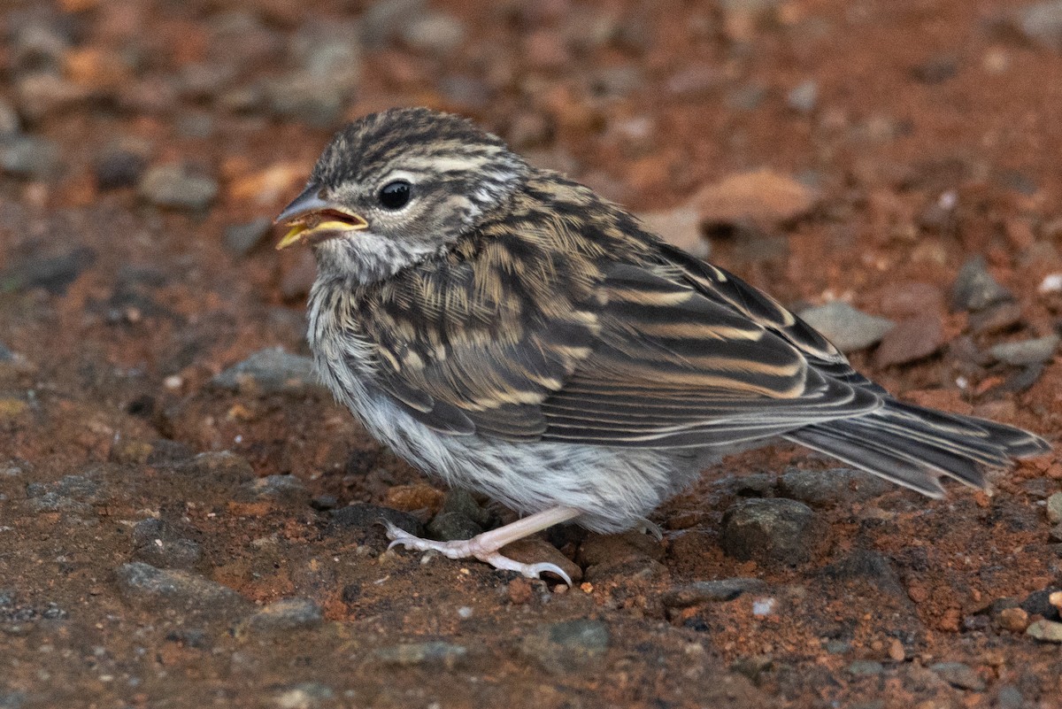 Chipping Sparrow - ML472761021