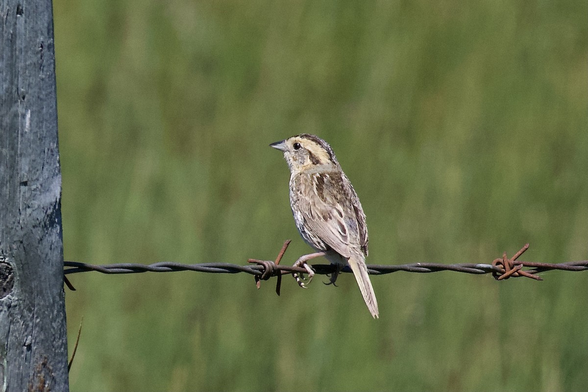 Nelson's Sparrow - ML472761661