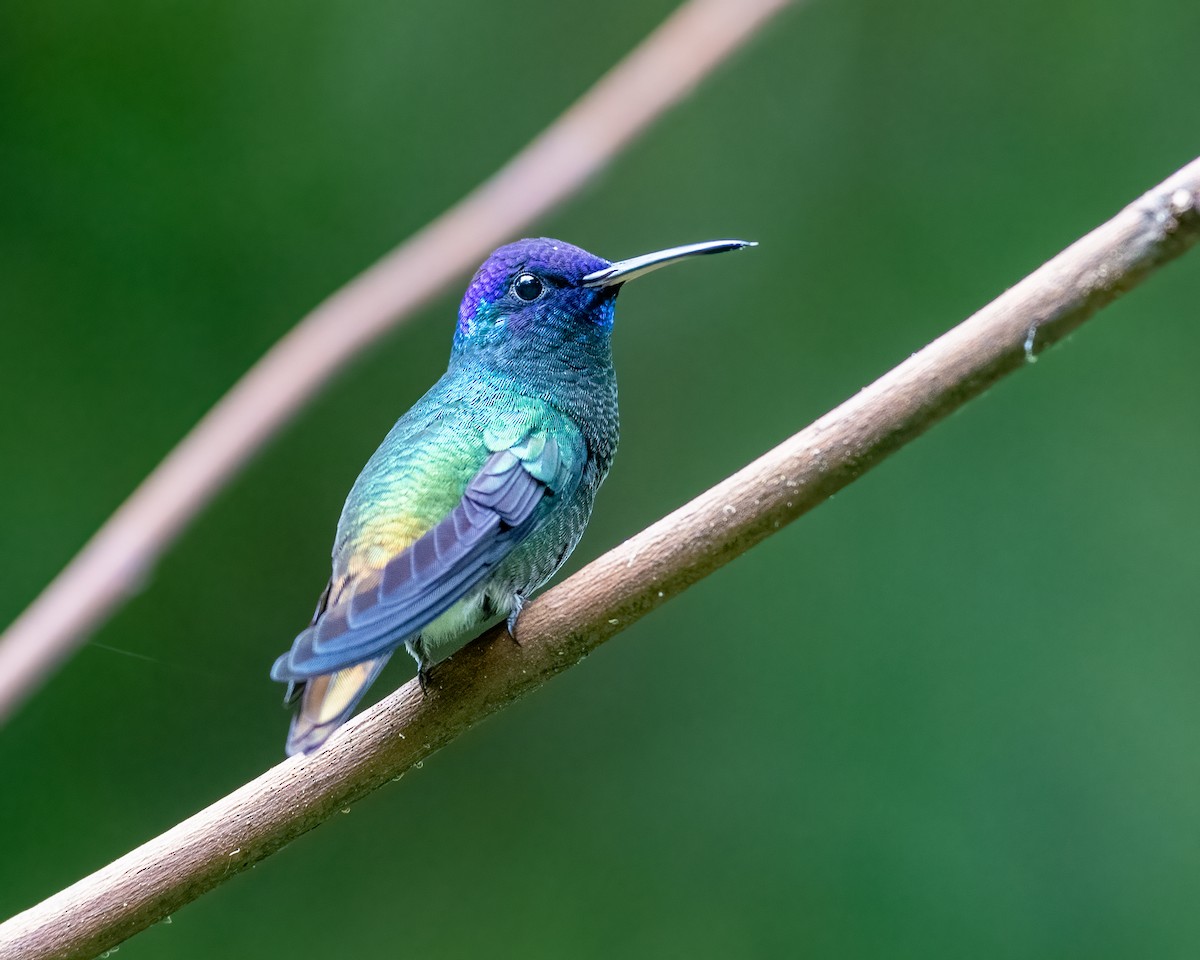 Golden-tailed Sapphire - Hank Davis