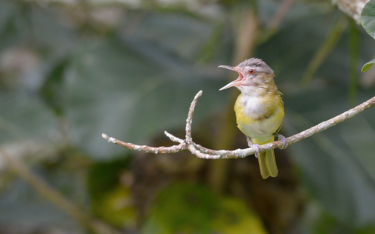 Yellow-green Vireo - Luis Trinchan