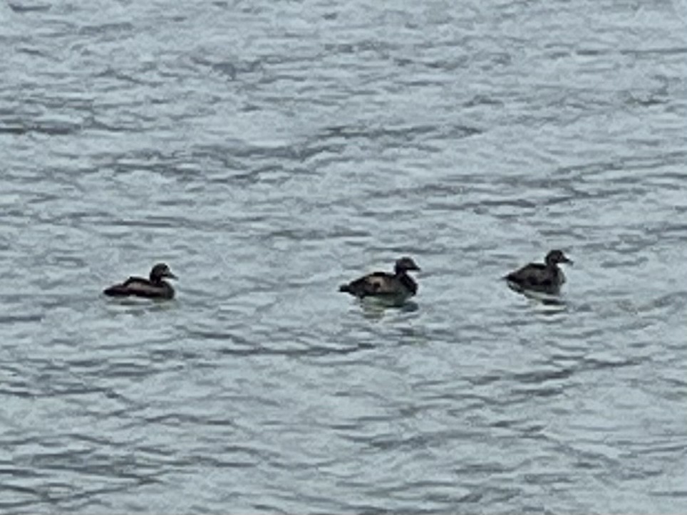 Common Eider - ML472762701