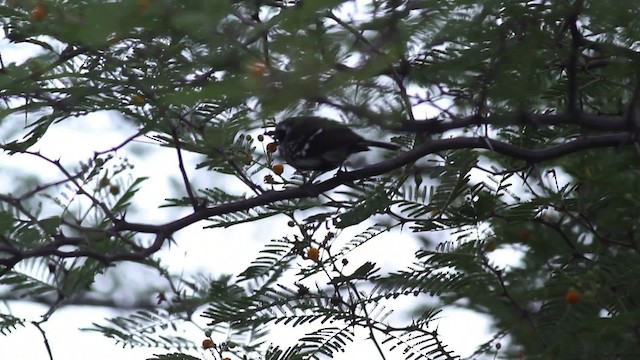 Northern White-fringed Antwren - ML472763