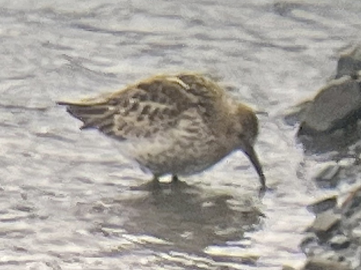 Dunlin - ML472763401