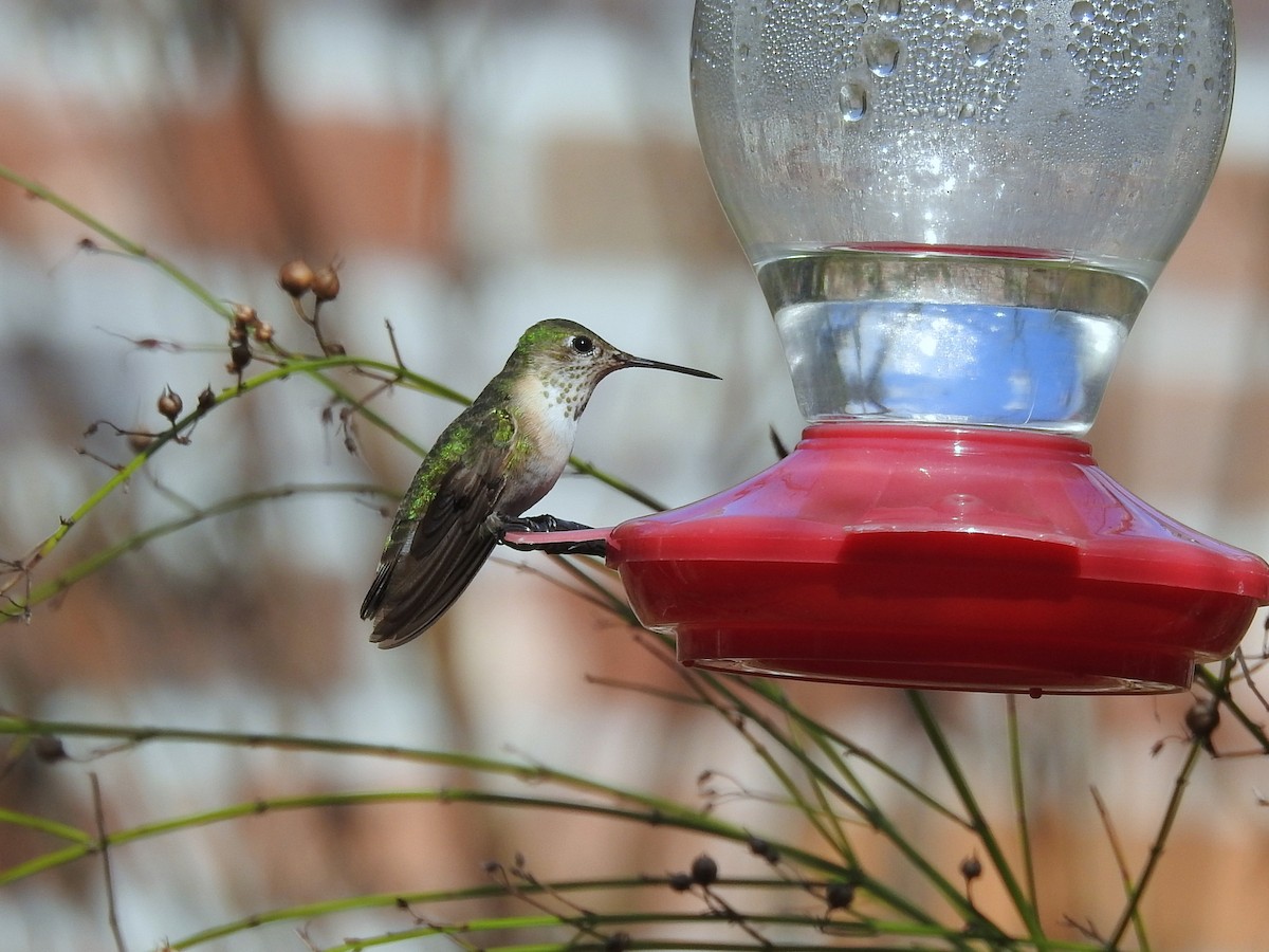 Calliope Hummingbird - ML47276341